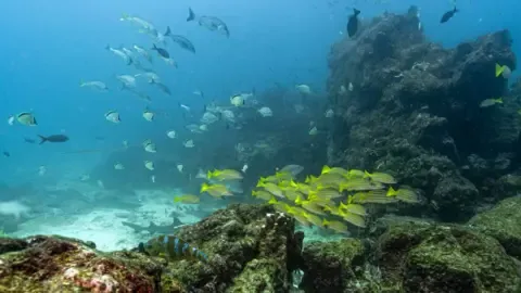 Crucial Marine Treaty Hits Key Milestone to Take Effect